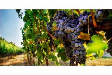 Flavescenza dorata - Comunicazioni per i Comuni viticoli